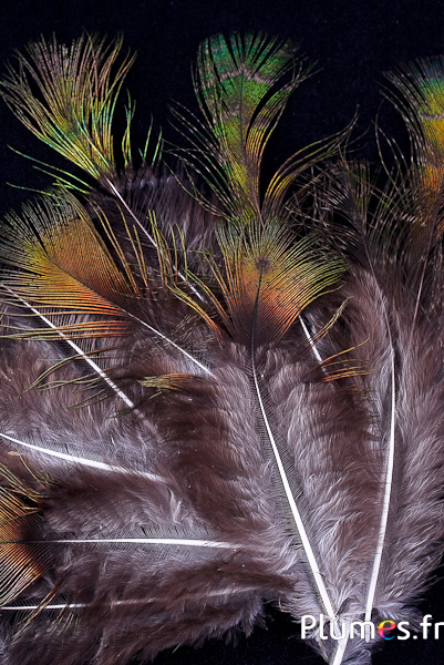 Paon vert - 15-20 cm - vert-noir-naturel